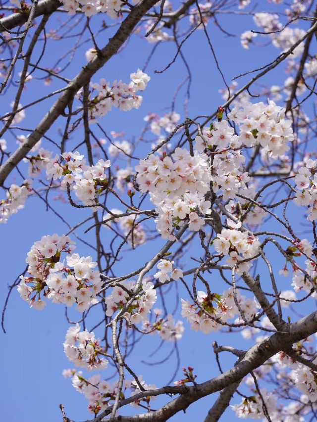 濰坊櫻花季｜一日遊攻略收好啦～