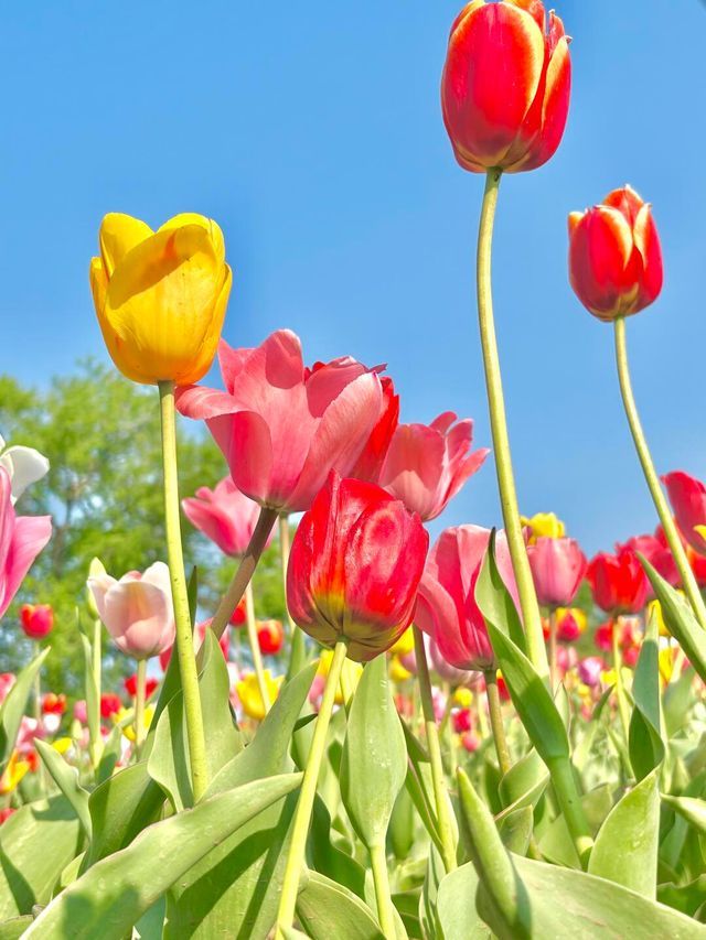 北陵公園：一座皇陵嘅日常美學