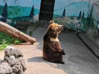 探秘蓉城野趣：成都動物園漫遊指南