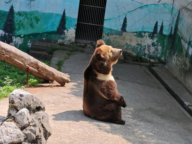 探秘蓉城野趣：成都動物園漫遊指南