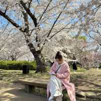 🌸福岡五鶴公園櫻花秘境一日行｜承包專屬粉色浪漫