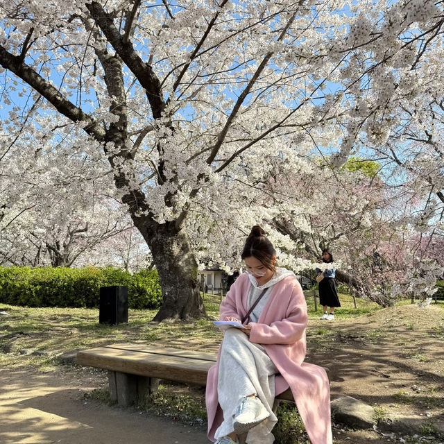 🌸福岡五鶴公園櫻花秘境一日行｜承包專屬粉色浪漫