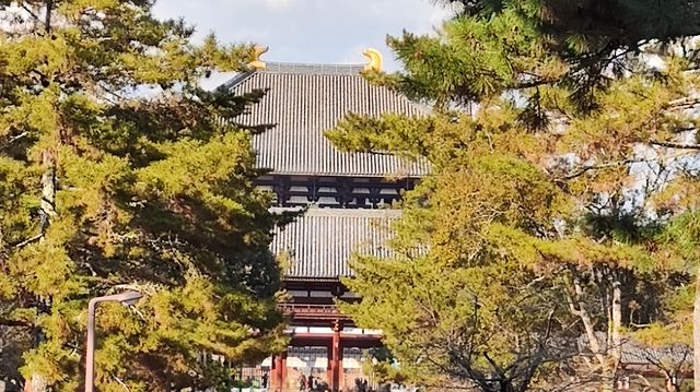 奈良東大寺，千年古剎的寂靜詩篇