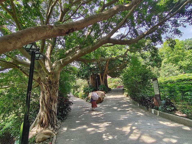 雁南飛茶田景區