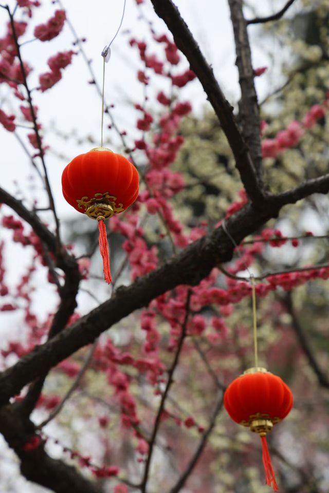 尋香東湖畔，探秘武漢小梅嶺花漾世界