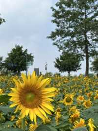 🌼南寧園博園向日葵花海打卡攻略