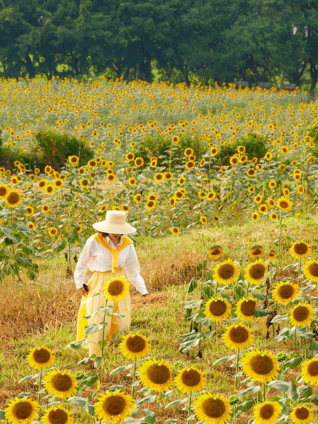 救命！深圳這片向日葵花海美到像走進梵高的畫布裡🌻光明歡樂田園的金色浪漫已開播，速來打卡！