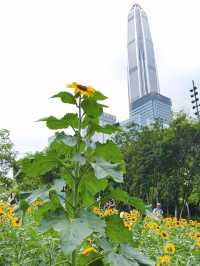 深圳寶子們快看！市民中心藏了片「現實版陽光畫布」🌻✨五一假期誤闖這片向日葵花海，直接被美到走不動路！