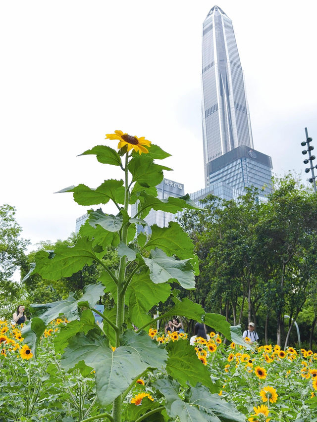 深圳寶子們快看！市民中心藏了片「現實版陽光畫布」🌻✨五一假期誤闖這片向日葵花海，直接被美到走不動路！