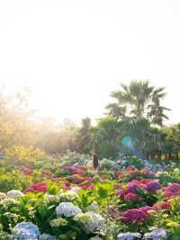 六月嘅濟州賞花，闖入繡球花海嘅莫奈花園