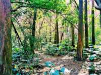 Zhaoqing Xinghu National Wetland Park: The Ultimate Backpacker's Guide To Dive Into WetLand