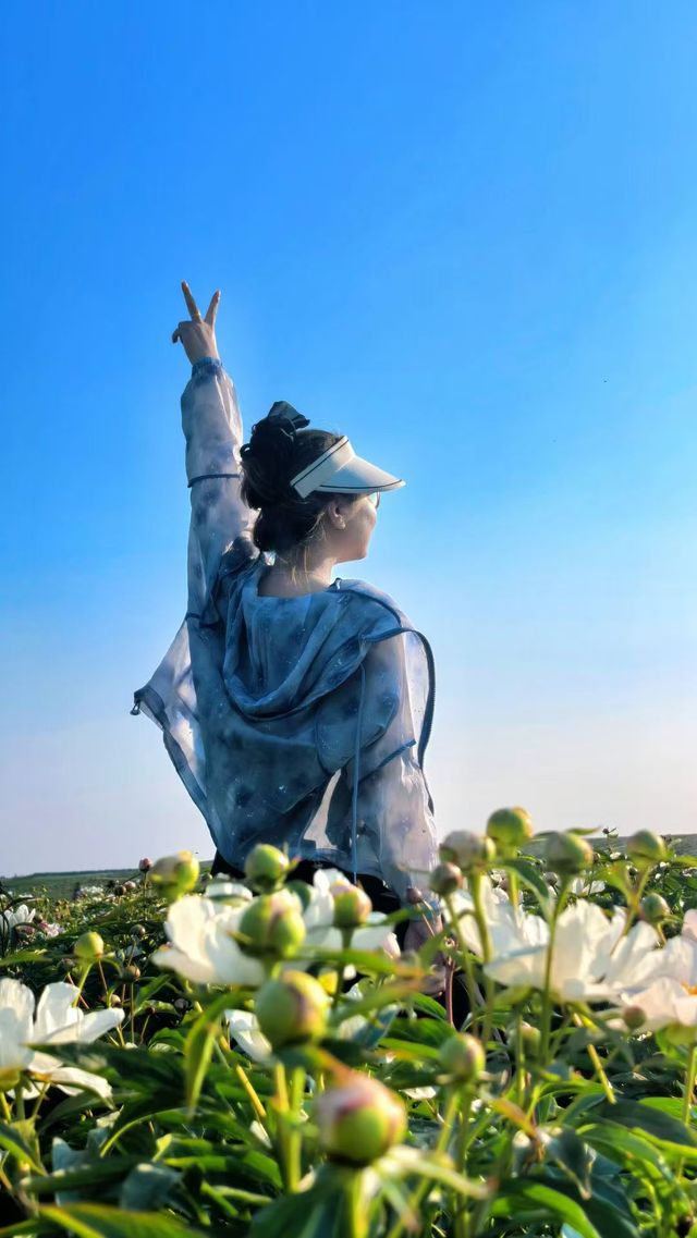 呼倫貝爾寶藏玩法：芍藥花海你看過嗎？