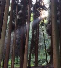 19℃嘅森林拒絕冷氣：武陵山森林公園