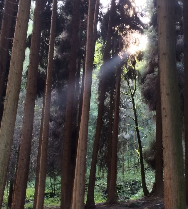 19℃嘅森林拒絕冷氣：武陵山森林公園