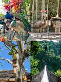 雨林仙境!亞龍灣森林公園2025超全遊玩指南