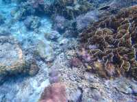Borneo Divers Mabul Resort潛水攻略