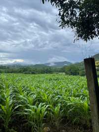 Wonderful Elephant Tour Experience