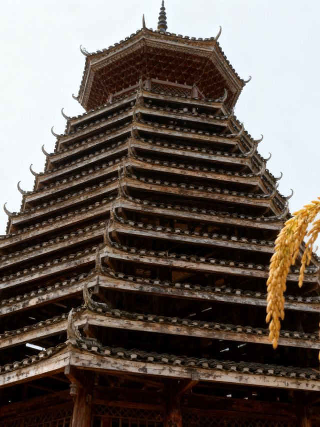 從江反季玩瘋了3天解鎖梯田收割+樹葬秘史,本地人都誇會玩 從江反季玩瘋了3天解鎖梯田收割+樹葬秘史,本地人都誇會玩
