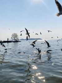 太湖追鷗奇遇記！60元船票解鎖「海陸空」三重浪漫！