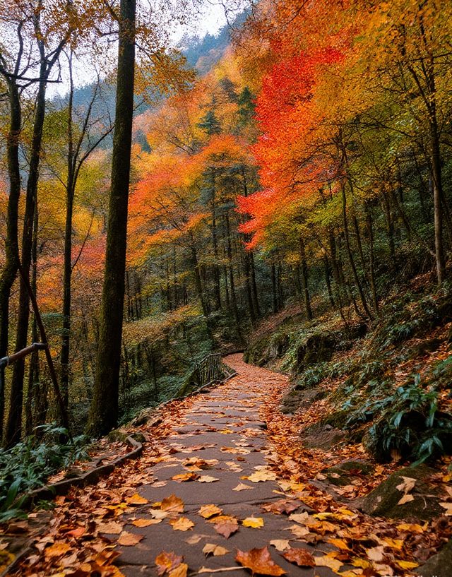 秋日賞楓絕佳秘境|10月中旬至11月中旬是賞秋黃金期