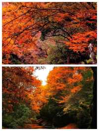 亞洲最大紅葉秘境!光霧山30天超長賞秋攻略