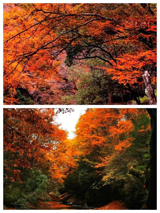 亞洲最大紅葉秘境!光霧山30天超長賞秋攻略 亞洲最大紅葉秘境!光霧山30天超長賞秋攻略