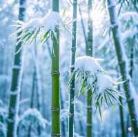 竹子與雪的絕美邂逅,冬日裡的詩意畫卷