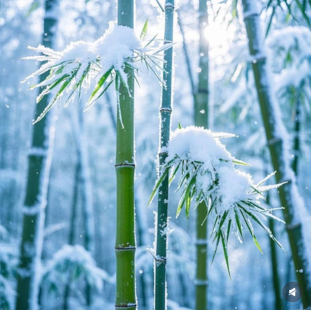 竹子與雪的絕美邂逅,冬日裡的詩意畫卷 竹子與雪的絕美邂逅,冬日裡的詩意畫卷