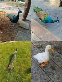 南昌小眾禪寺打卡!文泉寺一日靜心全攻略