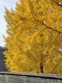 墜入滿屏金黃人們會反覆愛上西安的秋天