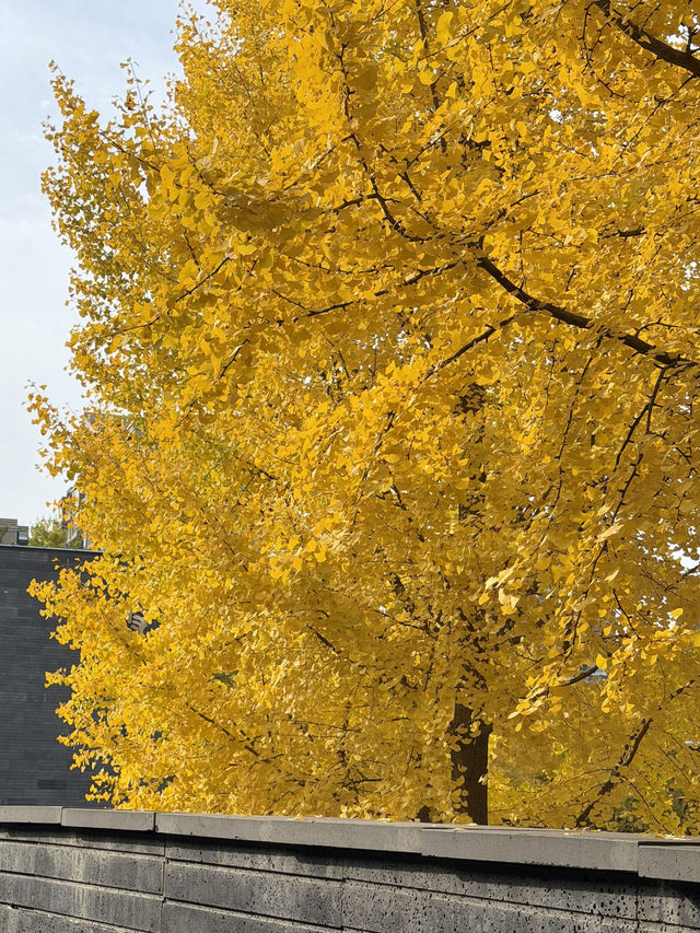 墜入滿屏金黃人們會反覆愛上西安的秋天 墜入滿屏金黃人們會反覆愛上西安的秋天