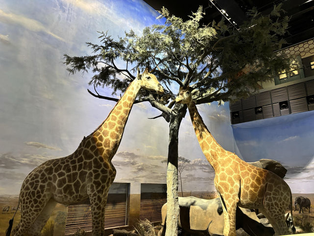 【上海自然博物館·萬物皆可見】超萌攻略來啦！