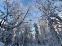 冬日霧淞奇遇記