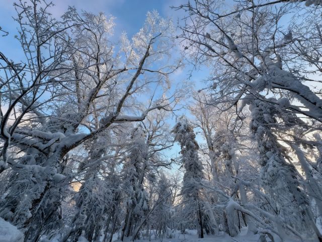 冬日霧淞奇遇記
