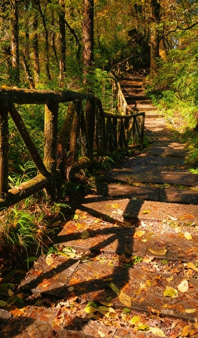 成都周邊2.5h，秋日童話限時返場！