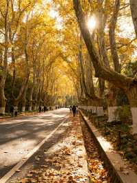 南京賞秋攻略必打卡的6個秋日童話地！