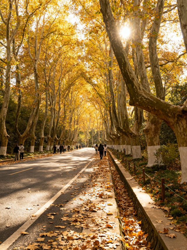 南京賞秋攻略必打卡的6個秋日童話地！