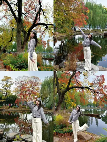 Nanjing Autumn Exclusive | A grand autumn blooming on a single Tallow Tree