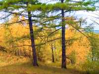 《秋日限定!阿爾山森林公園3天打卡秘笈》