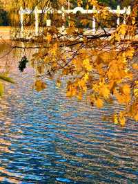 赴一場萬柳塘公園的秋日之約