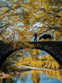 11月後來我逢人便說，婺源的秋景有多美