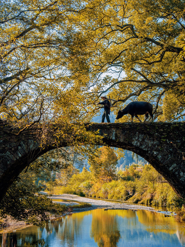 11月後來我逢人便說，婺源的秋景有多美