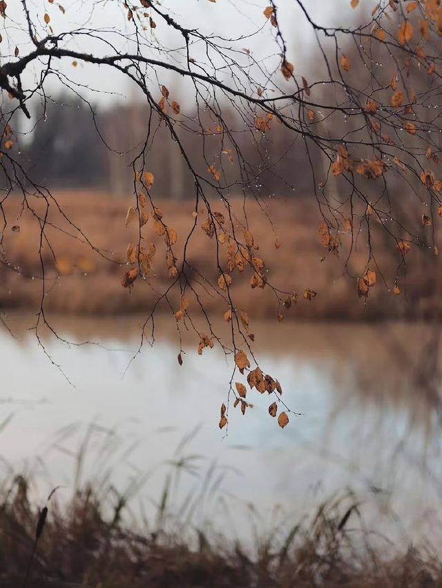 未霜先寒青雲畔，暖居藏韻禦冬涼