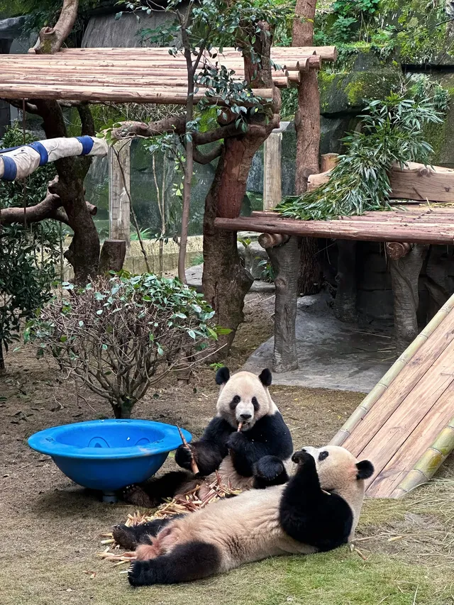 西安周邊遊|重慶攻略～路線不繞路+出片率