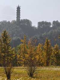 橫江濕地藏著秋日私語