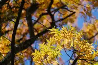 劍川桑嶺村|百年古木林美成了打翻的調色盤