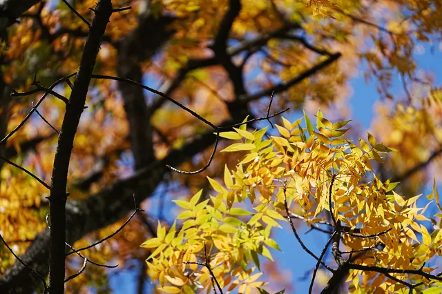 劍川桑嶺村|百年古木林美成了打翻的調色盤 劍川桑嶺村|百年古木林美成了打翻的調色盤