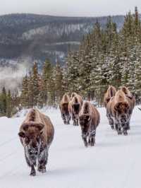 NBA聖誕大戰+美西冬黃石13天