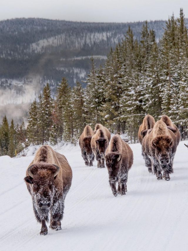 NBA聖誕大戰+美西冬黃石13天