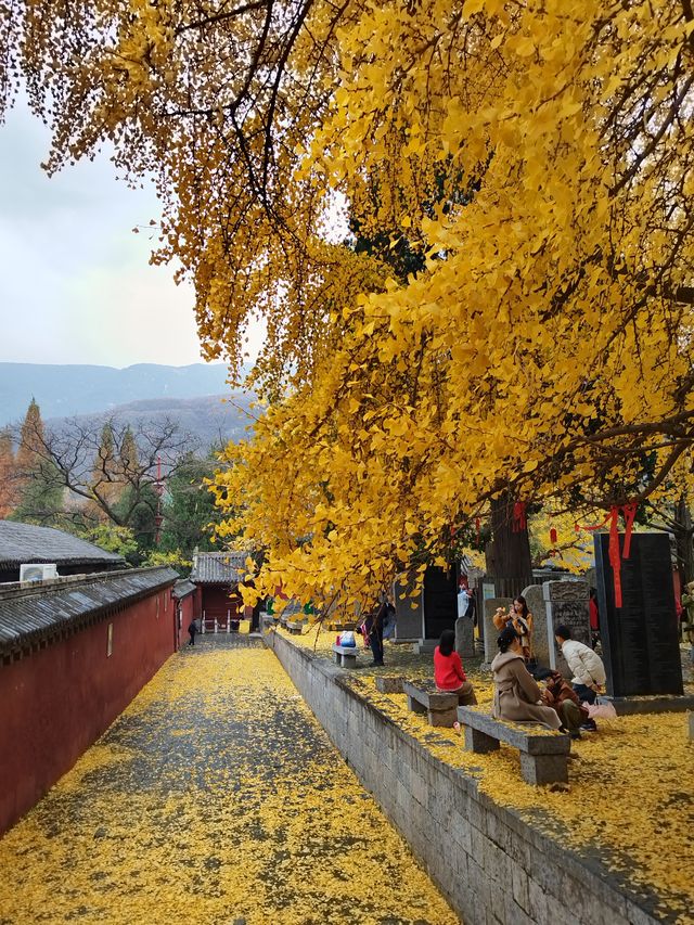 少林寺不僅有武學,還有銀杏! 少林寺不僅有武學,還有銀杏!